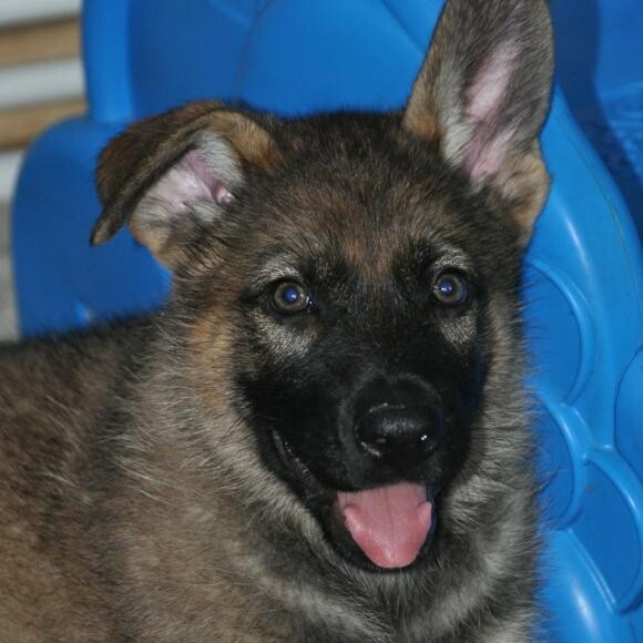 Piper - 8 weeks old