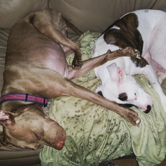 Desi & Rosie snuggle