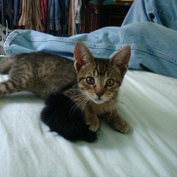 Flash as a baby I got him to show in cat shows.