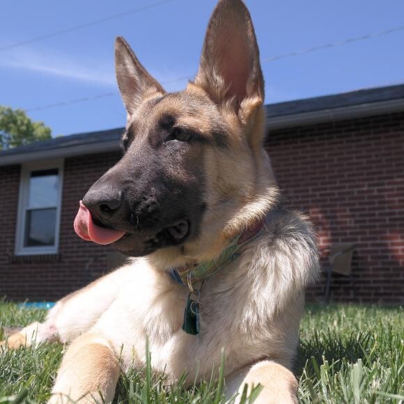My 6 month old shepherd Loves this food!