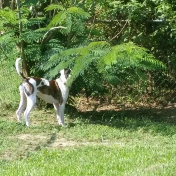 In the backyard.