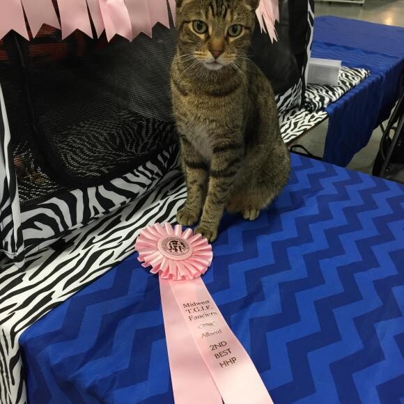 Showing off some of the ribbons he won in a cat show.