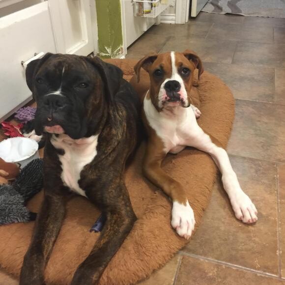 Our Boxer puppies Bo - 9 months Baylee 7 months