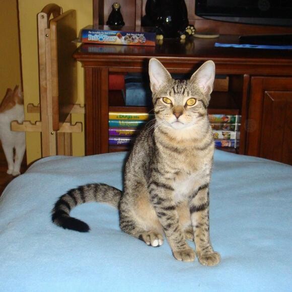 This was his first cat show winner picture.