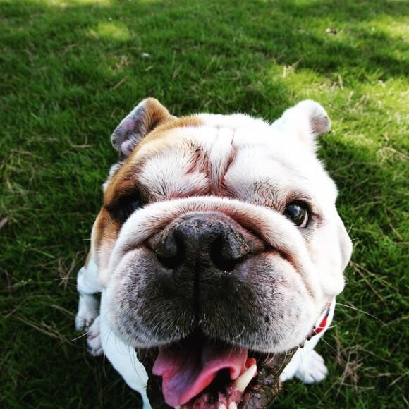 Big boy Bruno