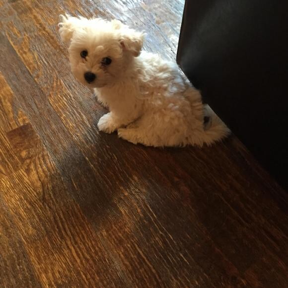 Tiko
