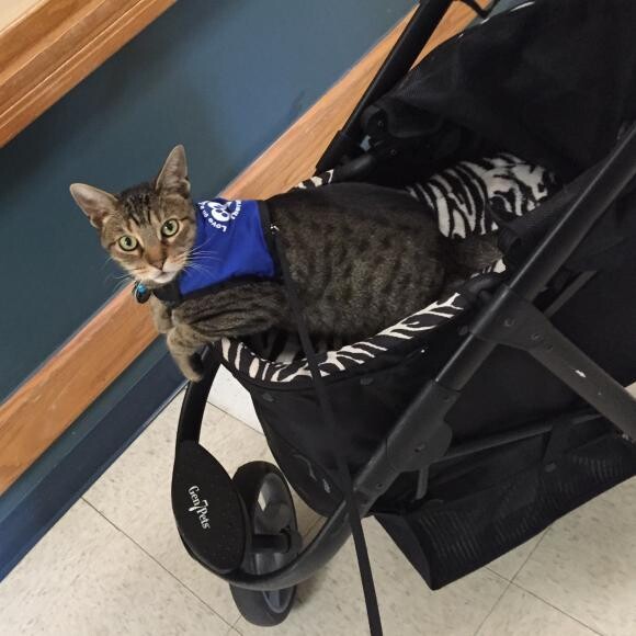 Today, Flash is now a certify therapy cat that visit people.