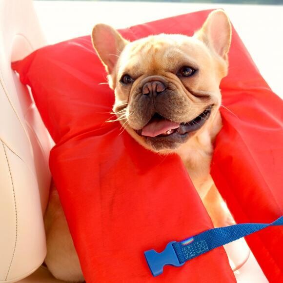 Louie enjoys being on adventures with us.