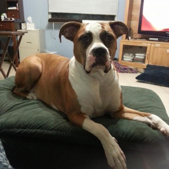 We just found out she has cancer and we wanted some more natural in her diet.
