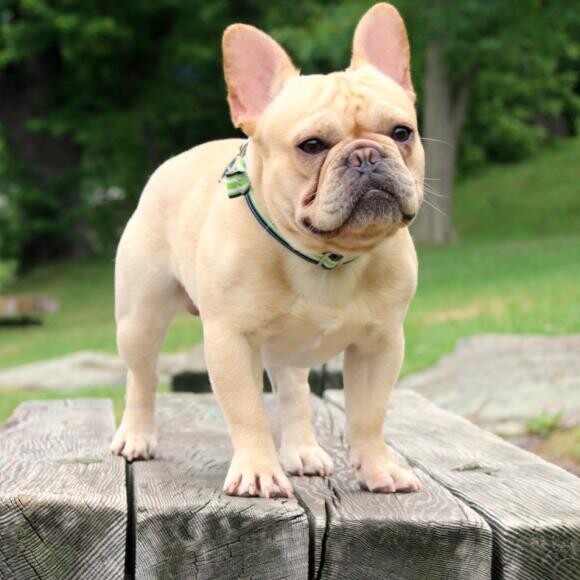 Louie, The French Dog