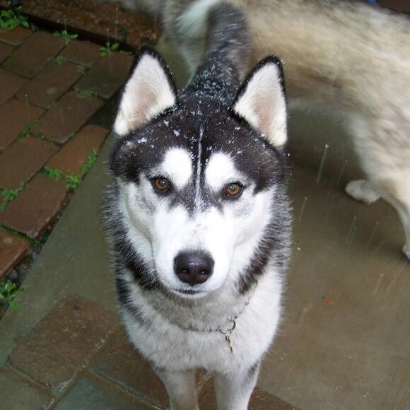 Kota when he was 4