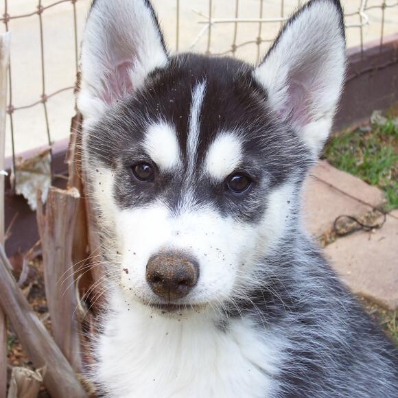 Baby Kota, before he had developed his medical issues