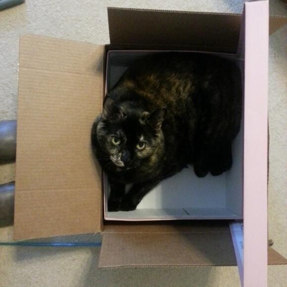 Baby loves when I get shoes because she gets the box:)