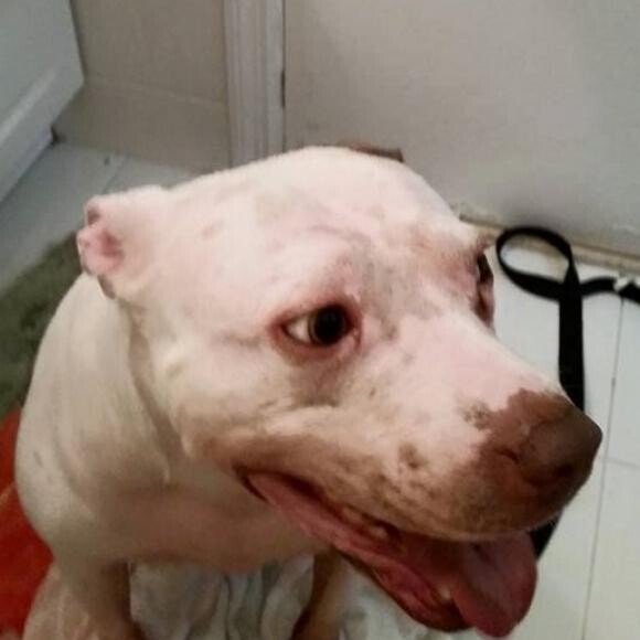 lucy rescued from animal control in orlando florida