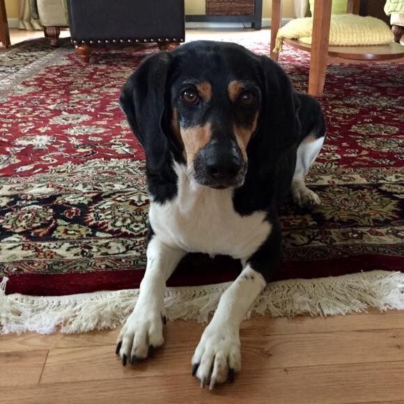 Archer is very sweet, little doggie. He loves to play and sit on laps.