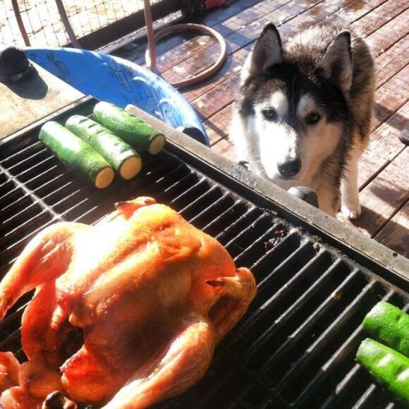 Kota cant eat commercial dog food due to epilepsy.