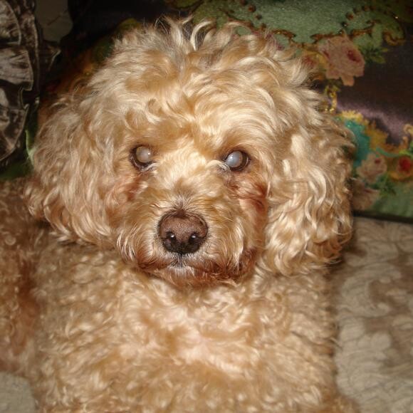 Brandy Girl! Sexy and vibrant at 17!