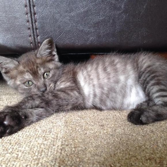 Jiji as a kitten