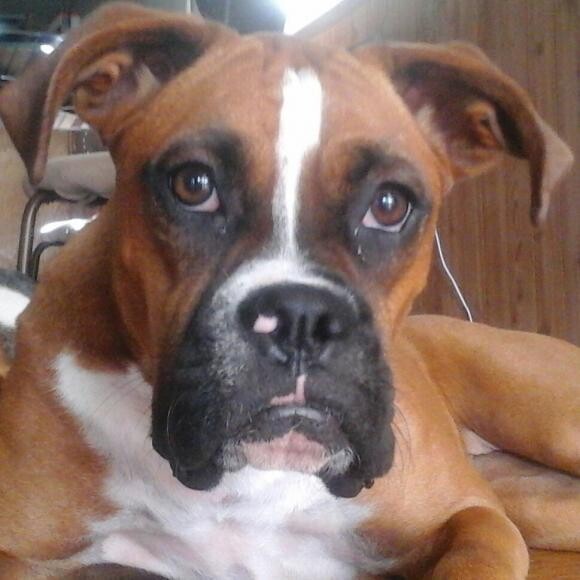 Paige is our little pocket boxer!