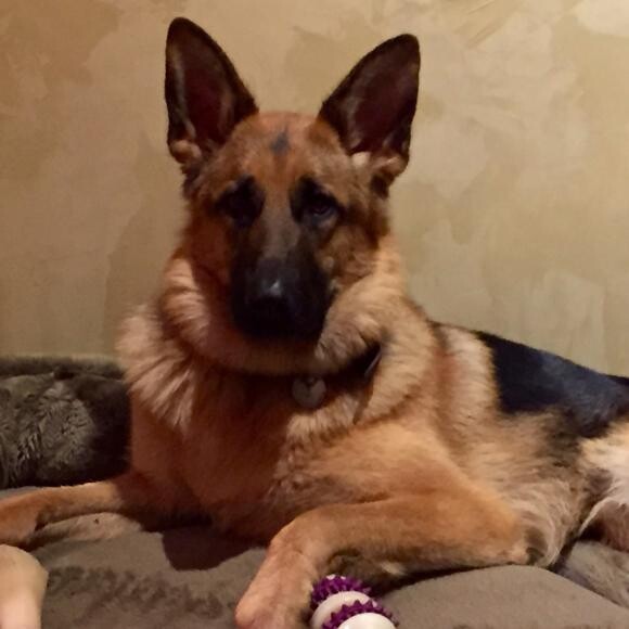 Lexi's Story