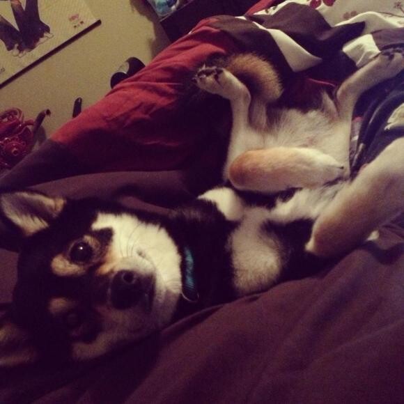 @Twilight_the_shiba
