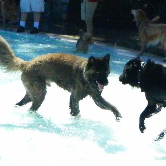 Ziggy age 2 at public pool event to raise funds for dog park.Full of energy!