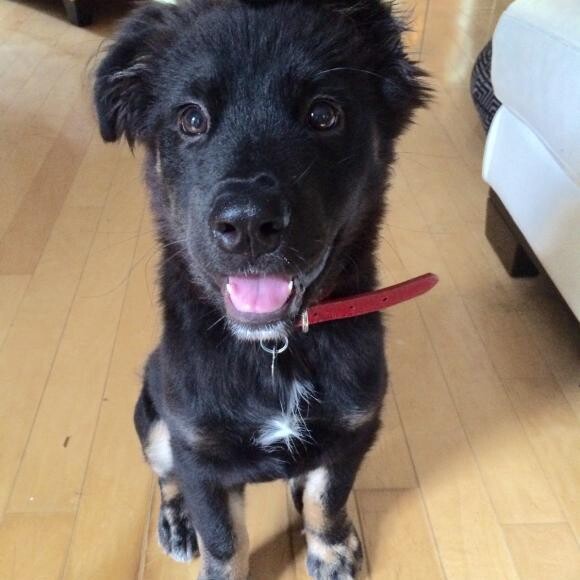Tazz at 4 months with a shiny coat and beautiful chocolate eyes!