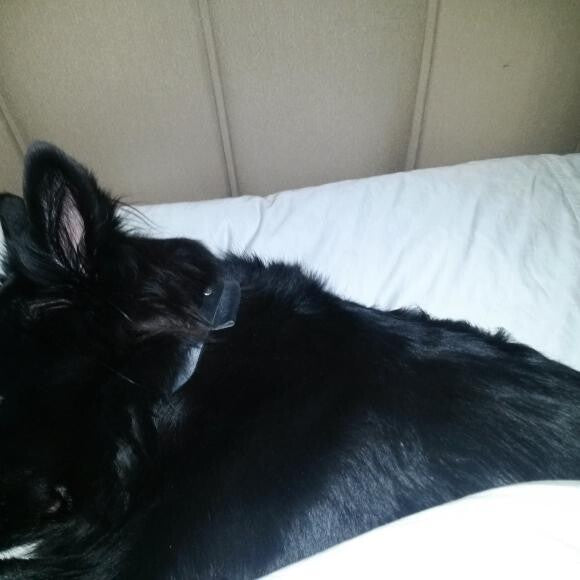 Ziggy age 3 loves the pillows notice how shiny!