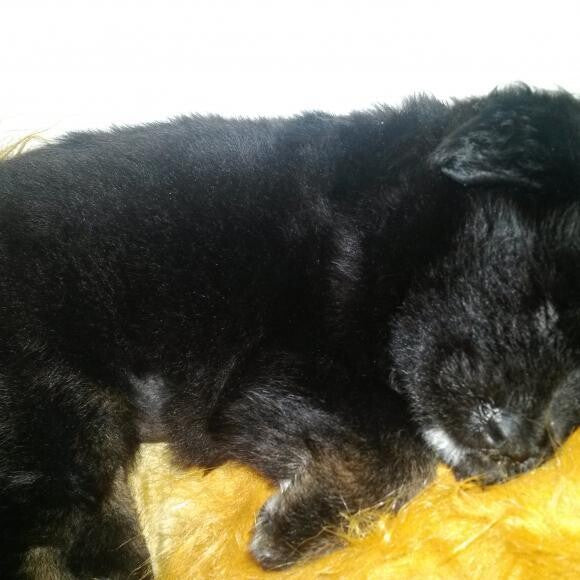 Tazz 2 months laying on Ziggy's stuffed lion which is now her stuffed lion.