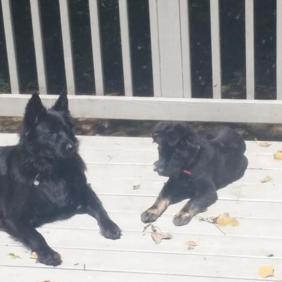 Ziggy & Tazz notice how shiny they both are now thanks to The Honest Kitchen!