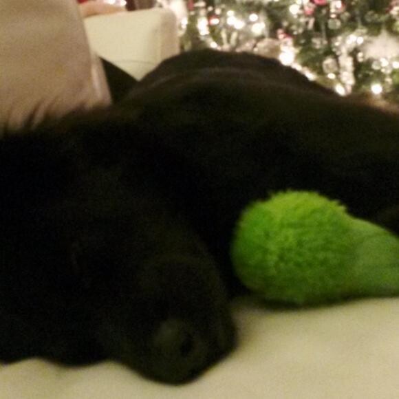 Ziggy age 3. Christmas 2014 Always hugs his stuffed animals before destroying.