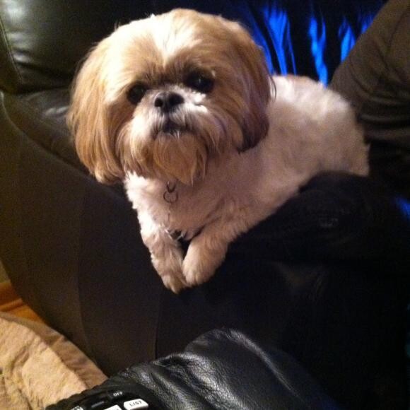 Rosie, our 10 year old diabetic shih tzu!