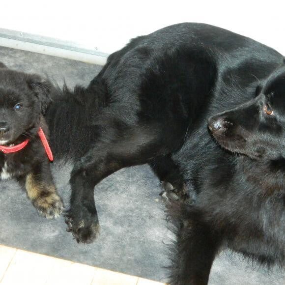 Ziggy & Tazz. Notice difference in coat see Tazz story & watch transformation
