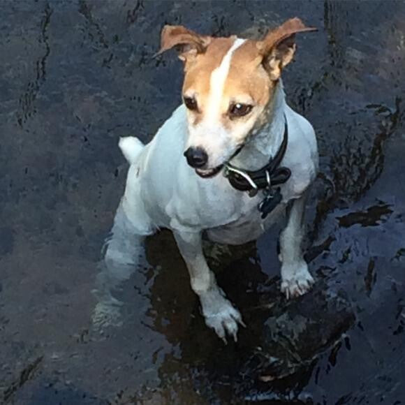 Marzipan, king of the creek, and protector of the land.