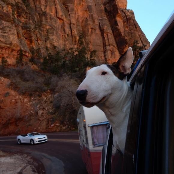 Dixie with her peeps in Zion National Park.