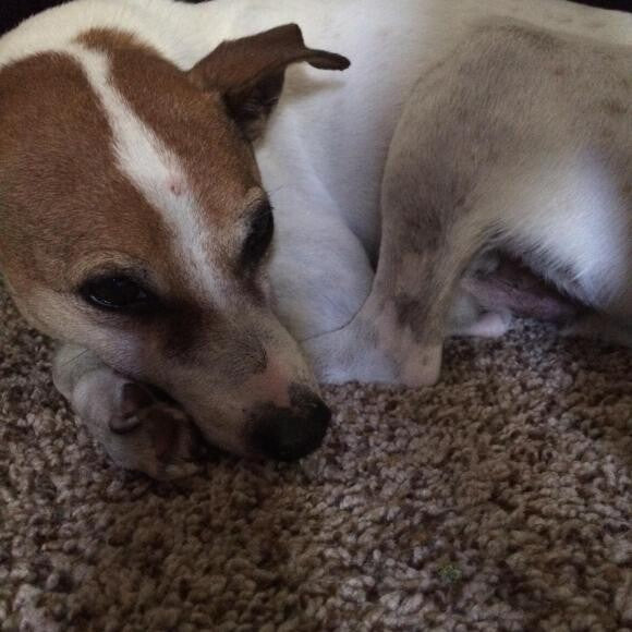 Snugged up, in a hiding place, totally jack Russell move