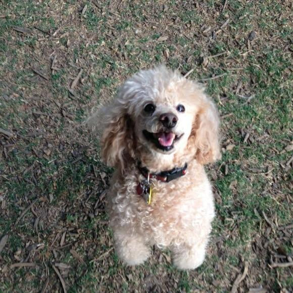 Wesley at the dog park.