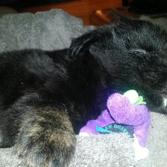 Tazz with a favorite toy dino.