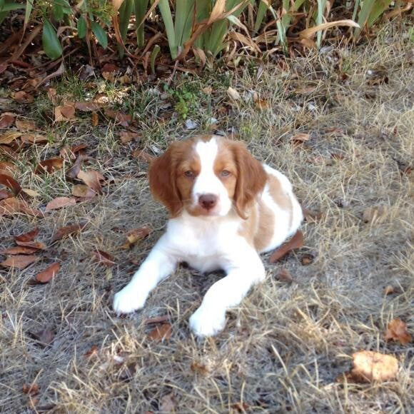 10 weeks old