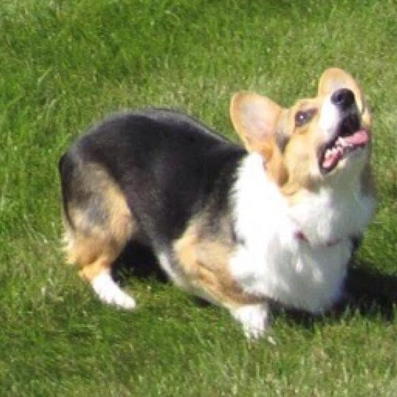 Always ready to catch the frisbee.