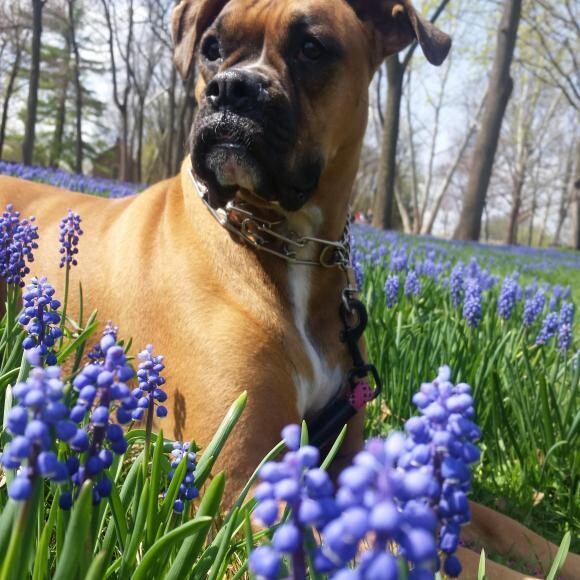 Zosia in the field of bluebells