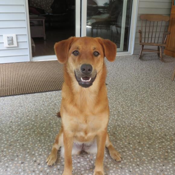 Dixie