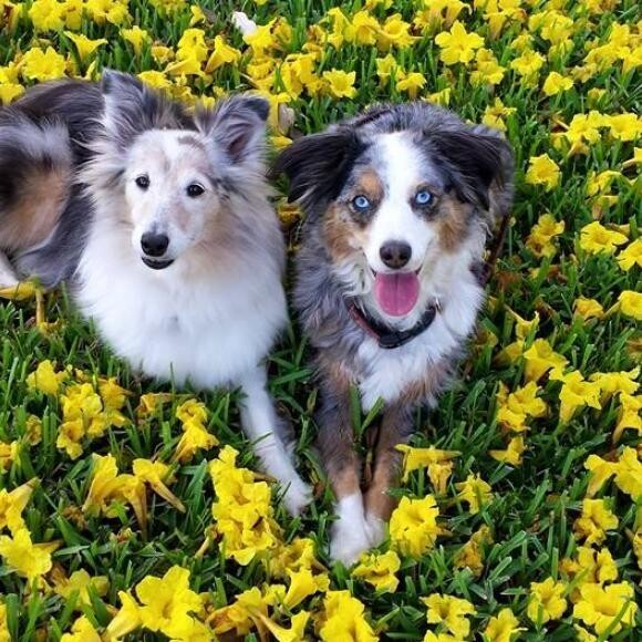 Sydney and Karma were rescues and now therapy are therapy dogs!