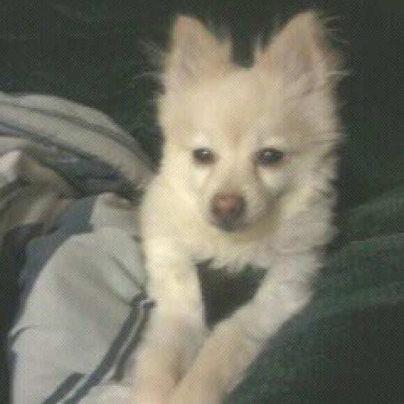 I have a very sweet dog named LuLu!