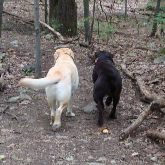Grady has joy in life hiking with his best buddy!
