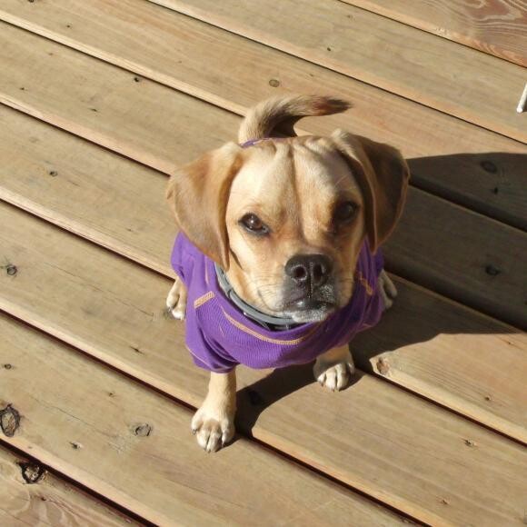 Gauge has purple pride!