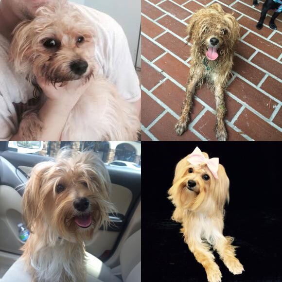 Top Left: In the rescue BL: Loves car rides TR: Roll in the mud BR: Pretty girl!