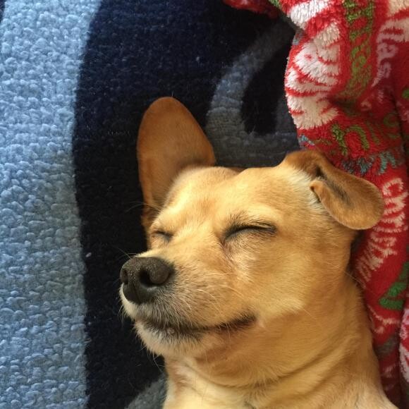 Happy Sleeper