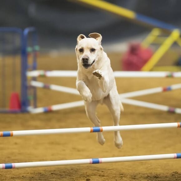 Grady has strength for agility!