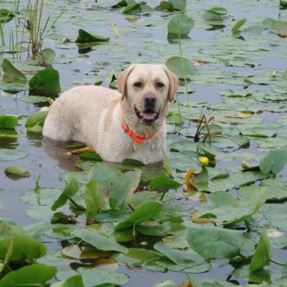 Grady has endurance for a day of retriever field work!